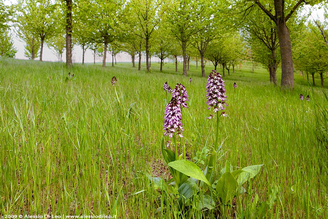 Orchis purpurea