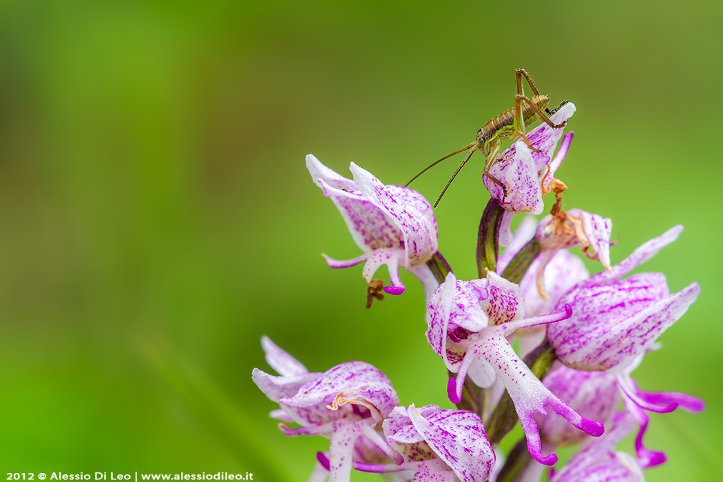 Orchis simia