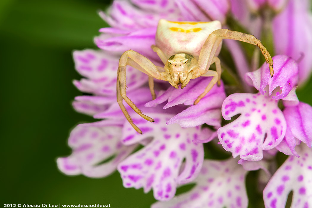 Thomisidae orchidea selvatica