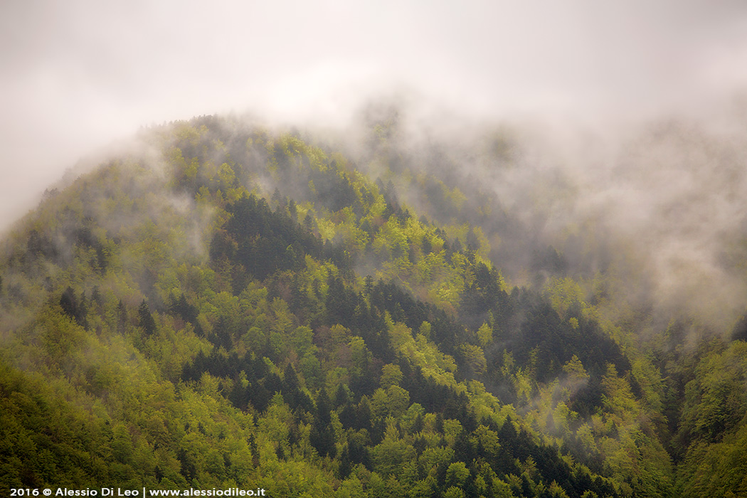 Campigna foreste casentinesi