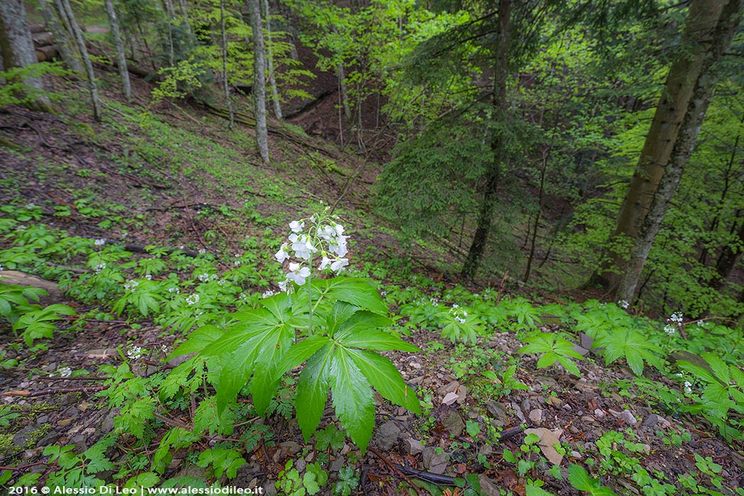 Cardamine heptaphylla