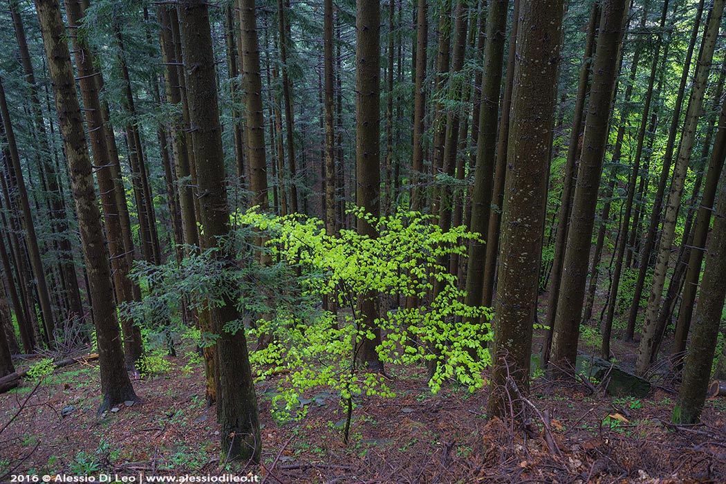 Parco-nazionale-foreste-casentinesi