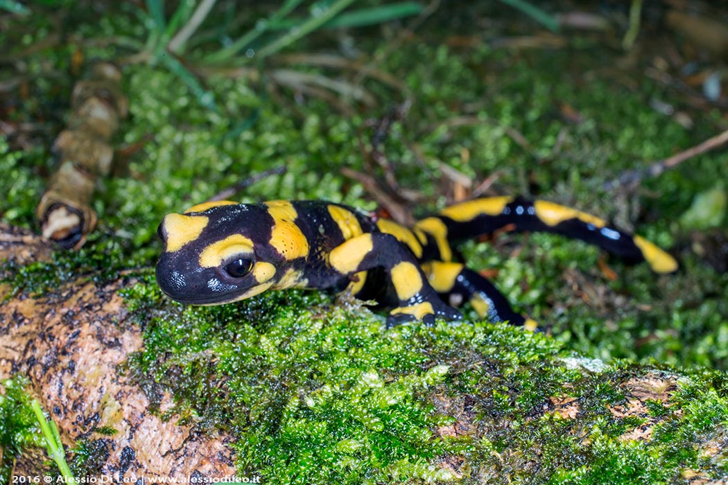 Salamandra pezzata