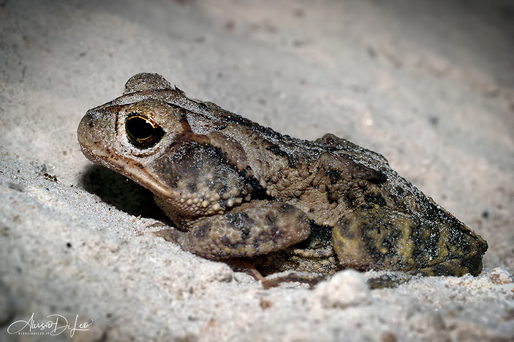 Bufo valliceps