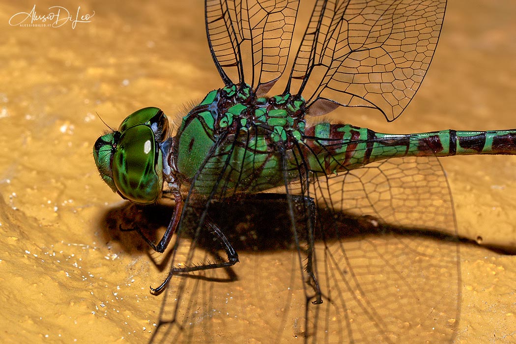 Coryphaeschna viriditas