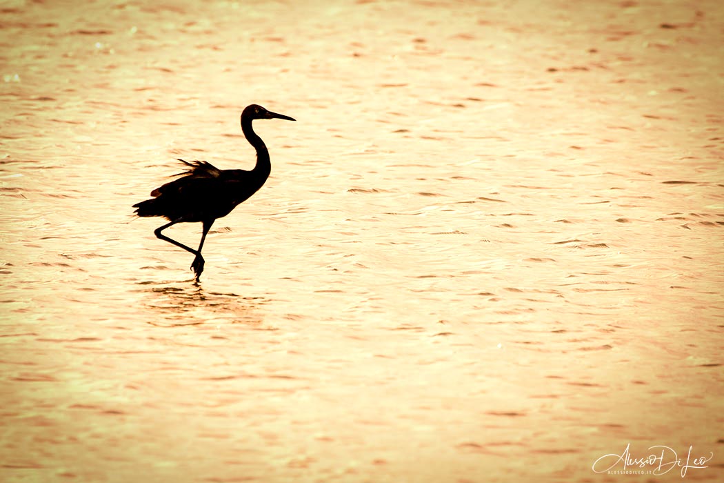 Holbox wildlife