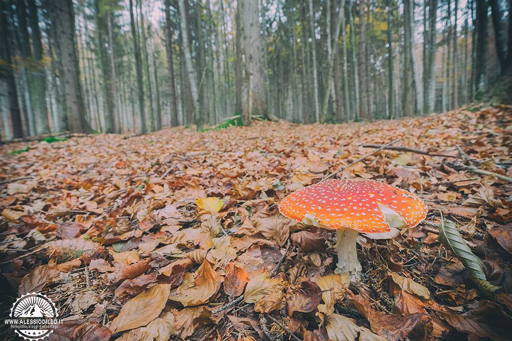 amanita muscaria