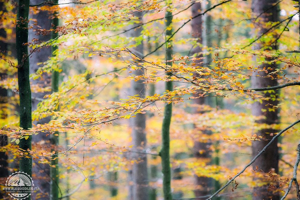 bayerischer wald germania