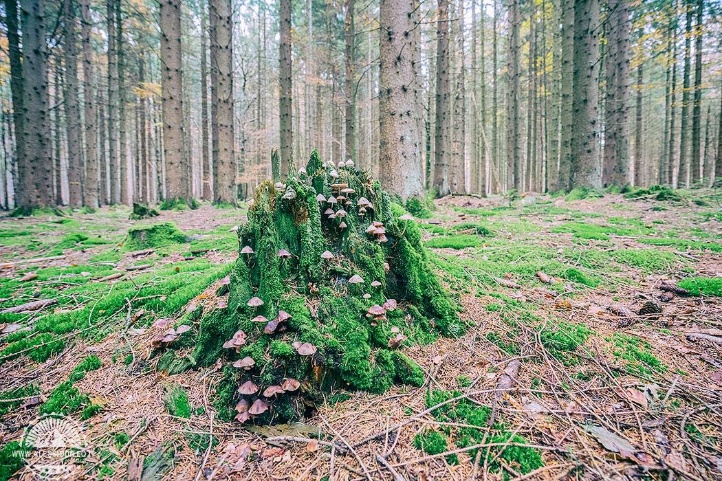 bayerischer wald national park