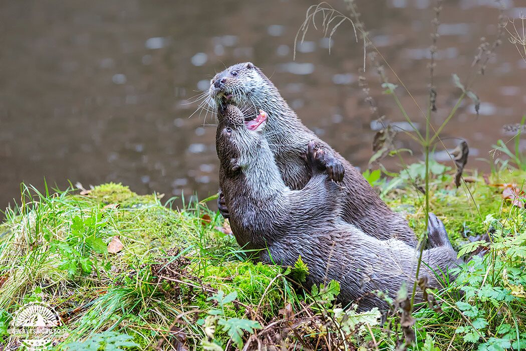 lontra bayerischer wald