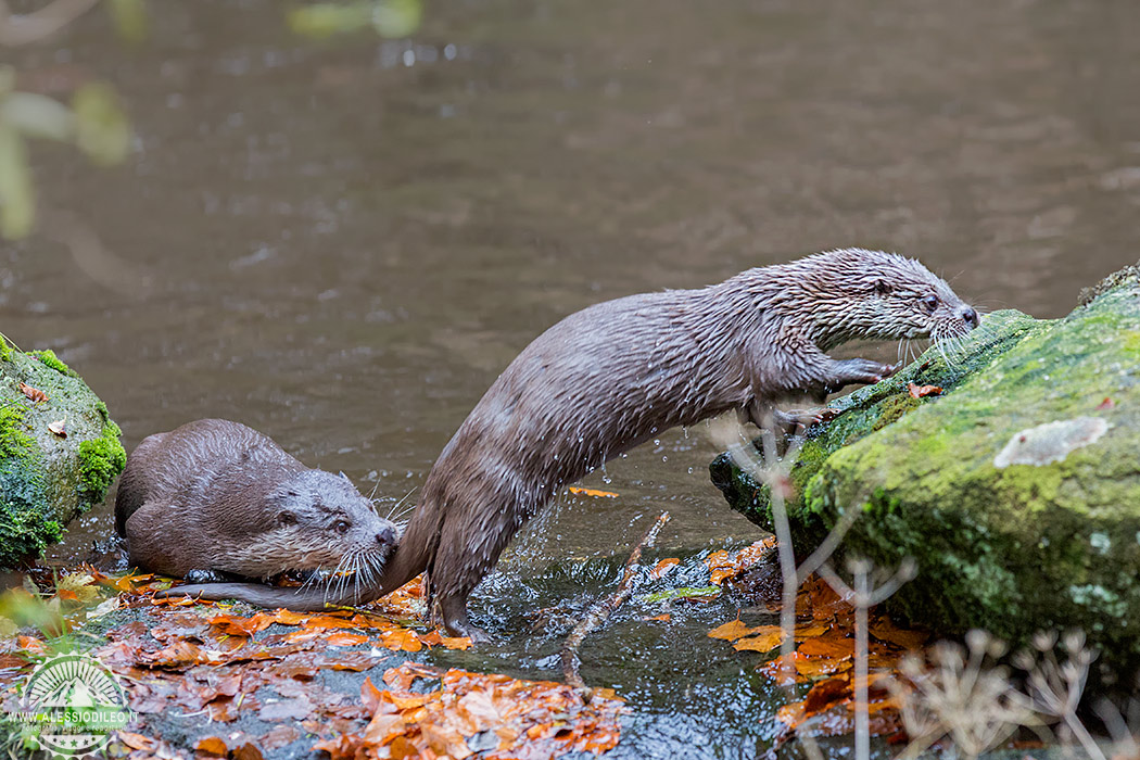 lontra-bayerischer-wald