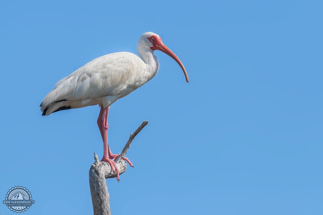 Ibis bianco