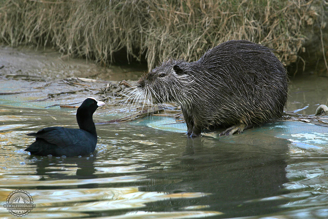 Nutria