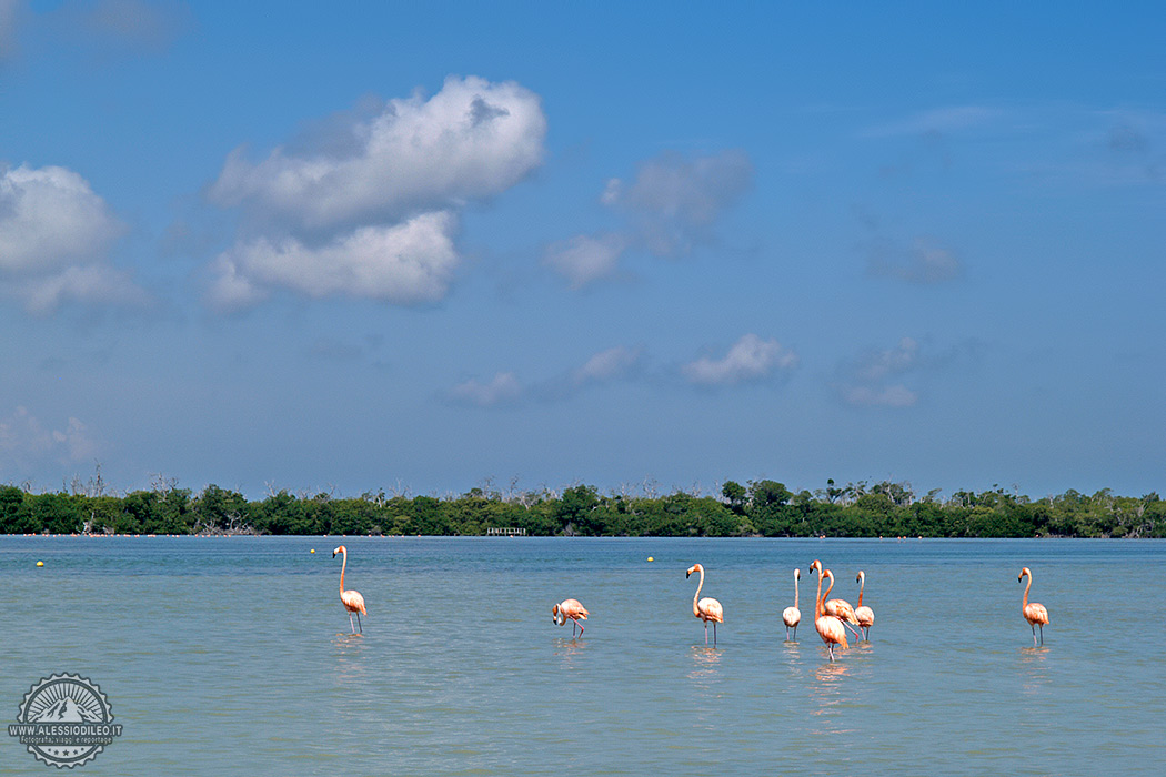 Rio lagartos fenicotteri