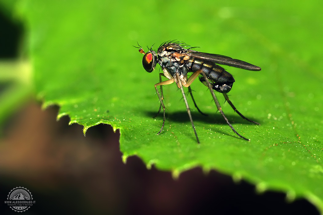 Alessiodileo macrofotografia