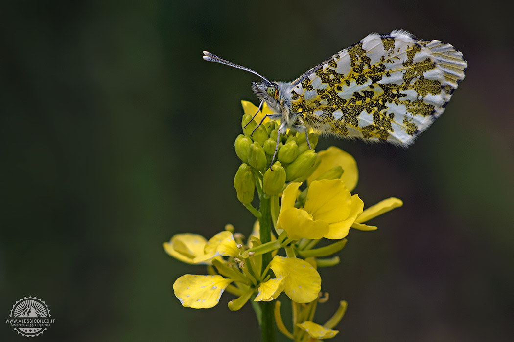 Anthocharis cardamines