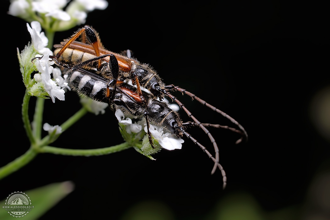 Stenopterus ater