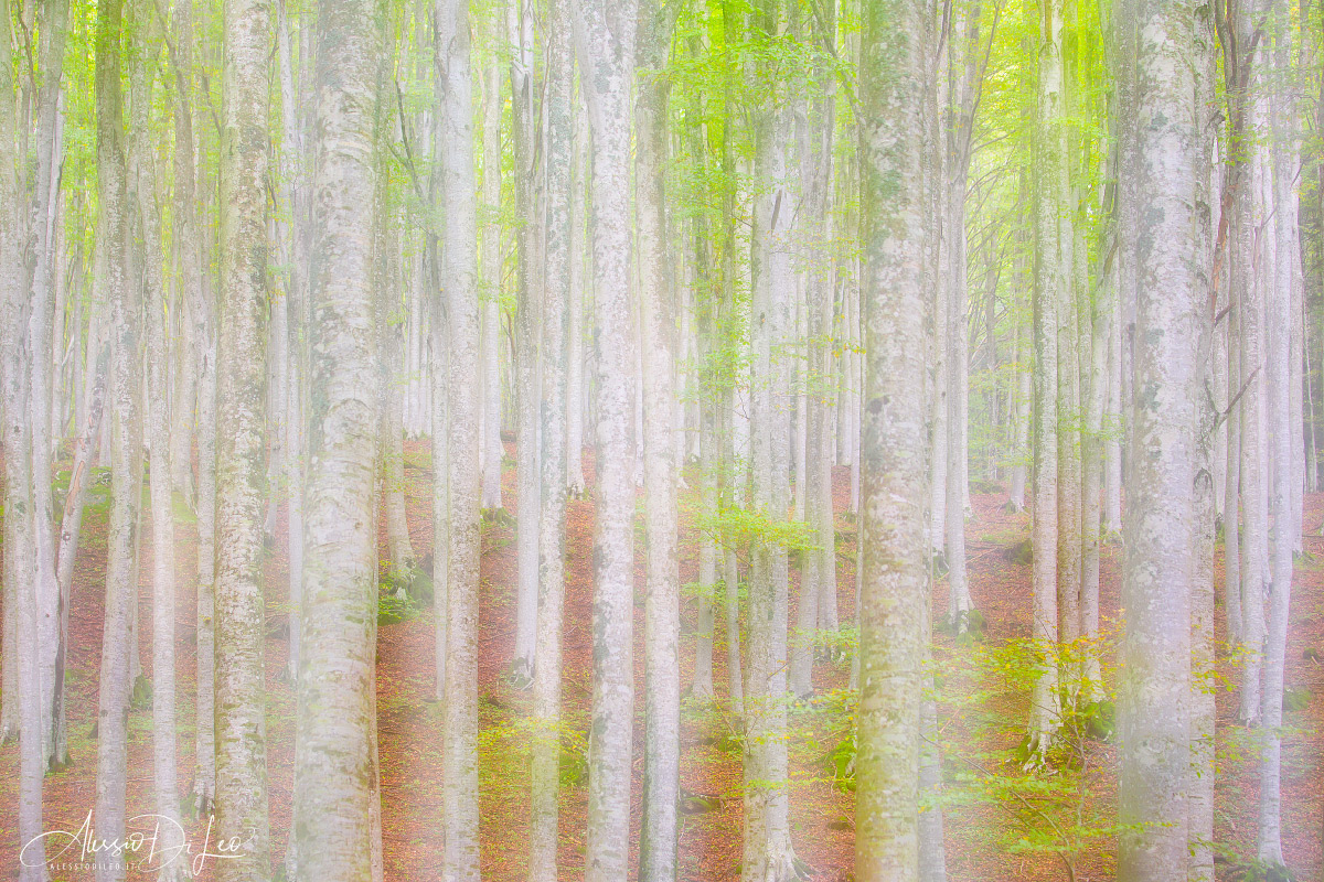 Dreamy forest