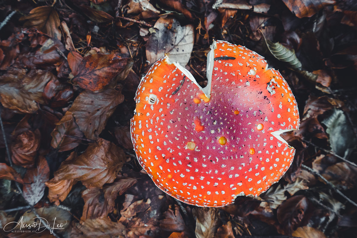 Amanita muscaria