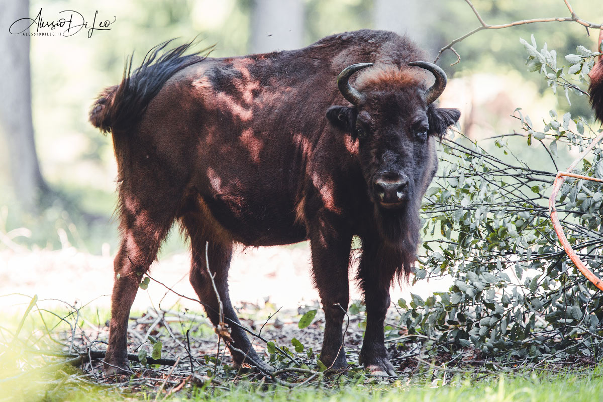 Bayerischer wald bisonte