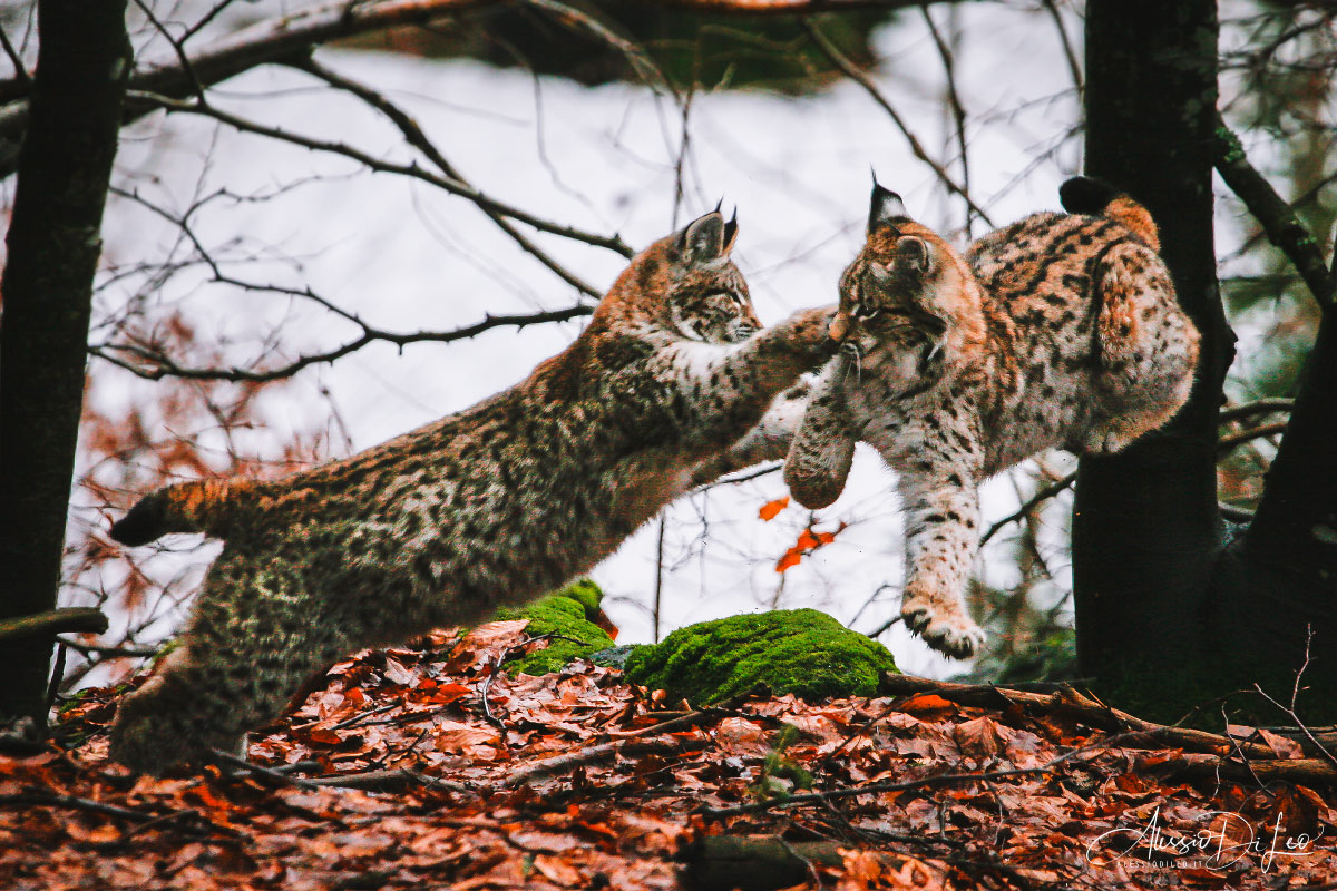 Bayerischer wald cuccioli lince