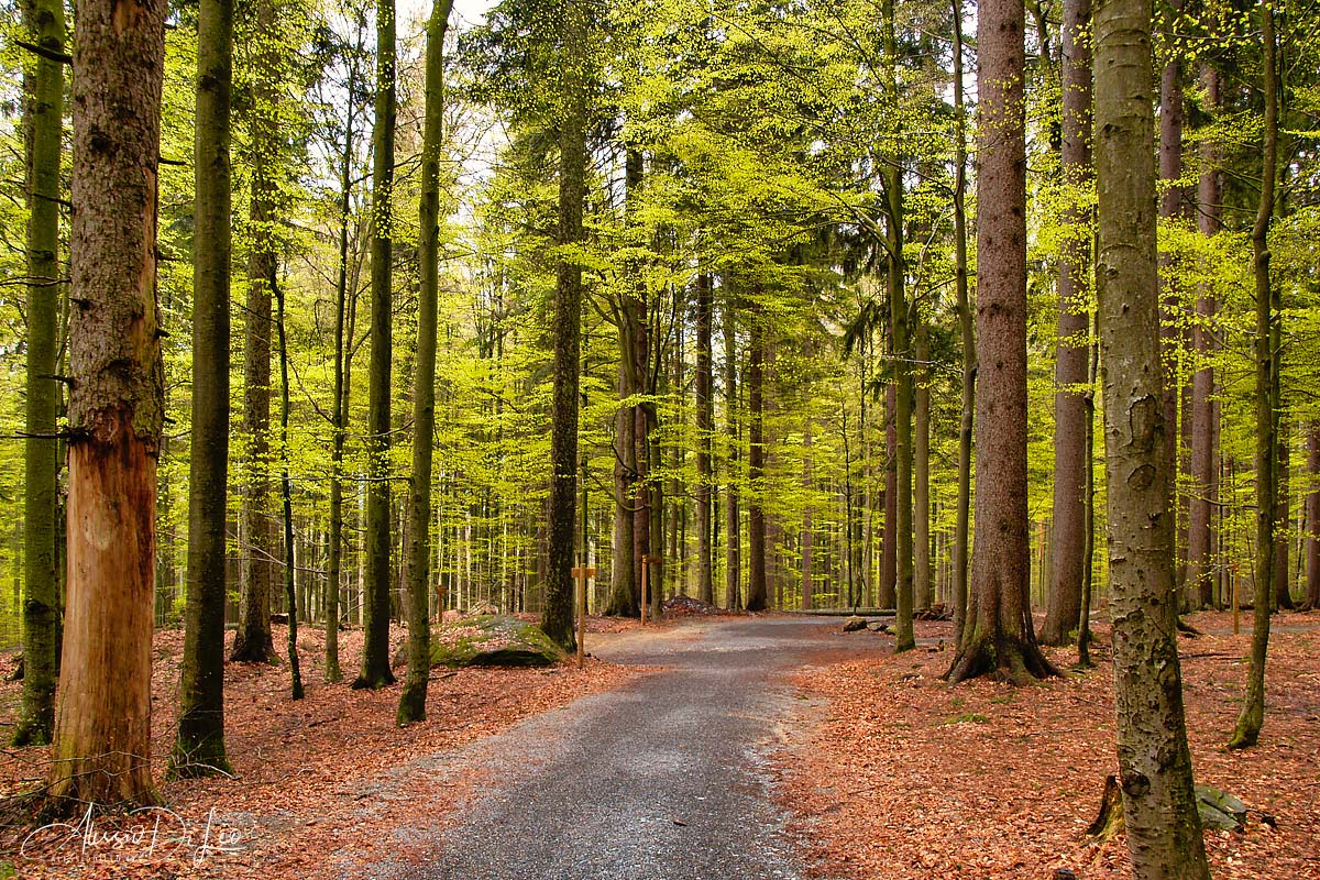 Bayerischer wald germania