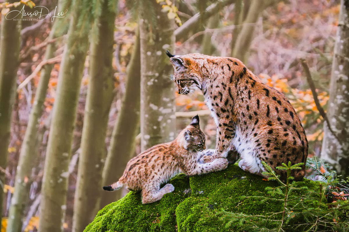 Bayerischer wald lince