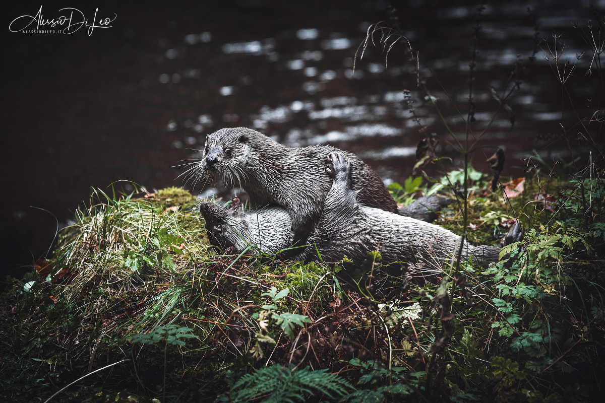 Bayerischer wald lontra