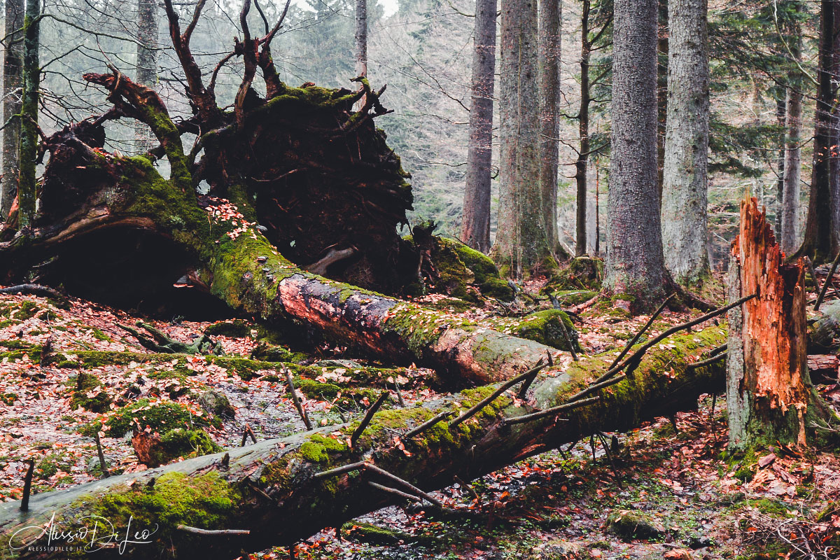 Bayerischer wald national park germany