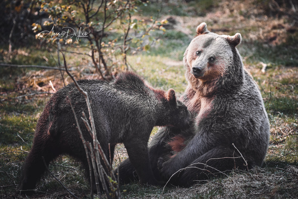 Bayerischer wald orso