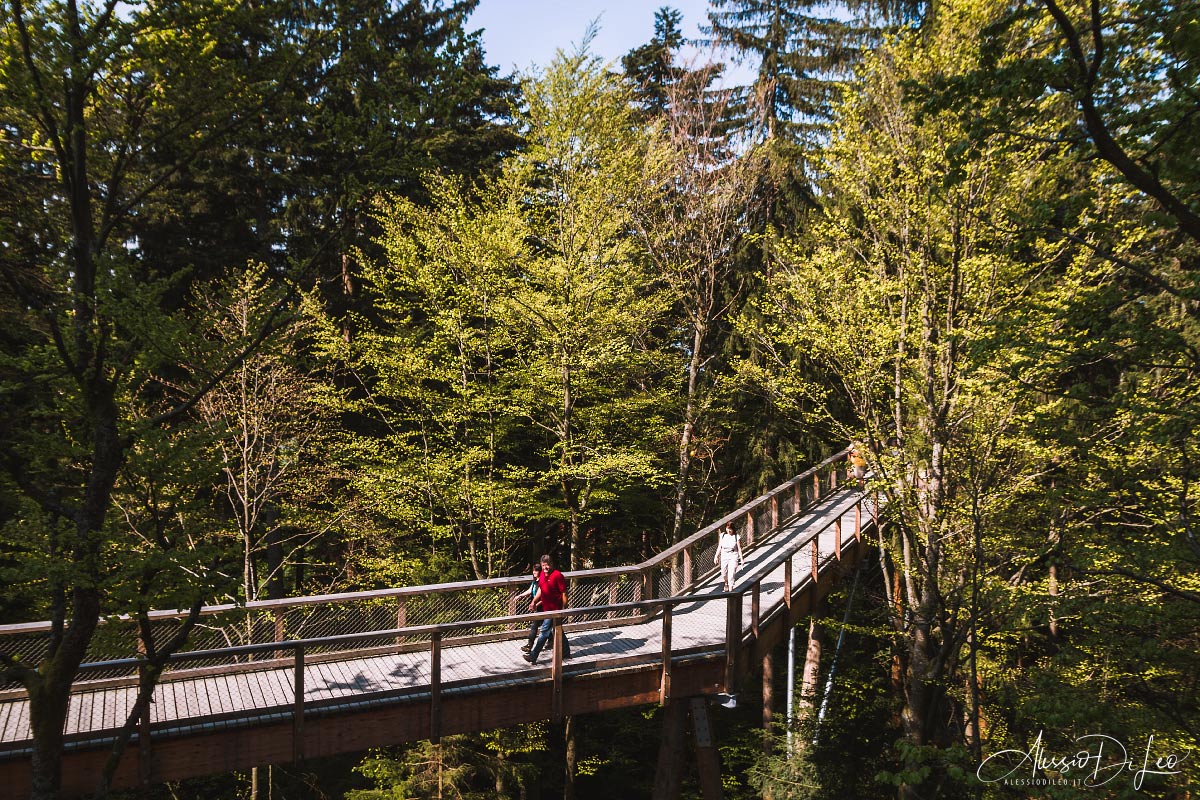 Bayerischer wald tree top walk