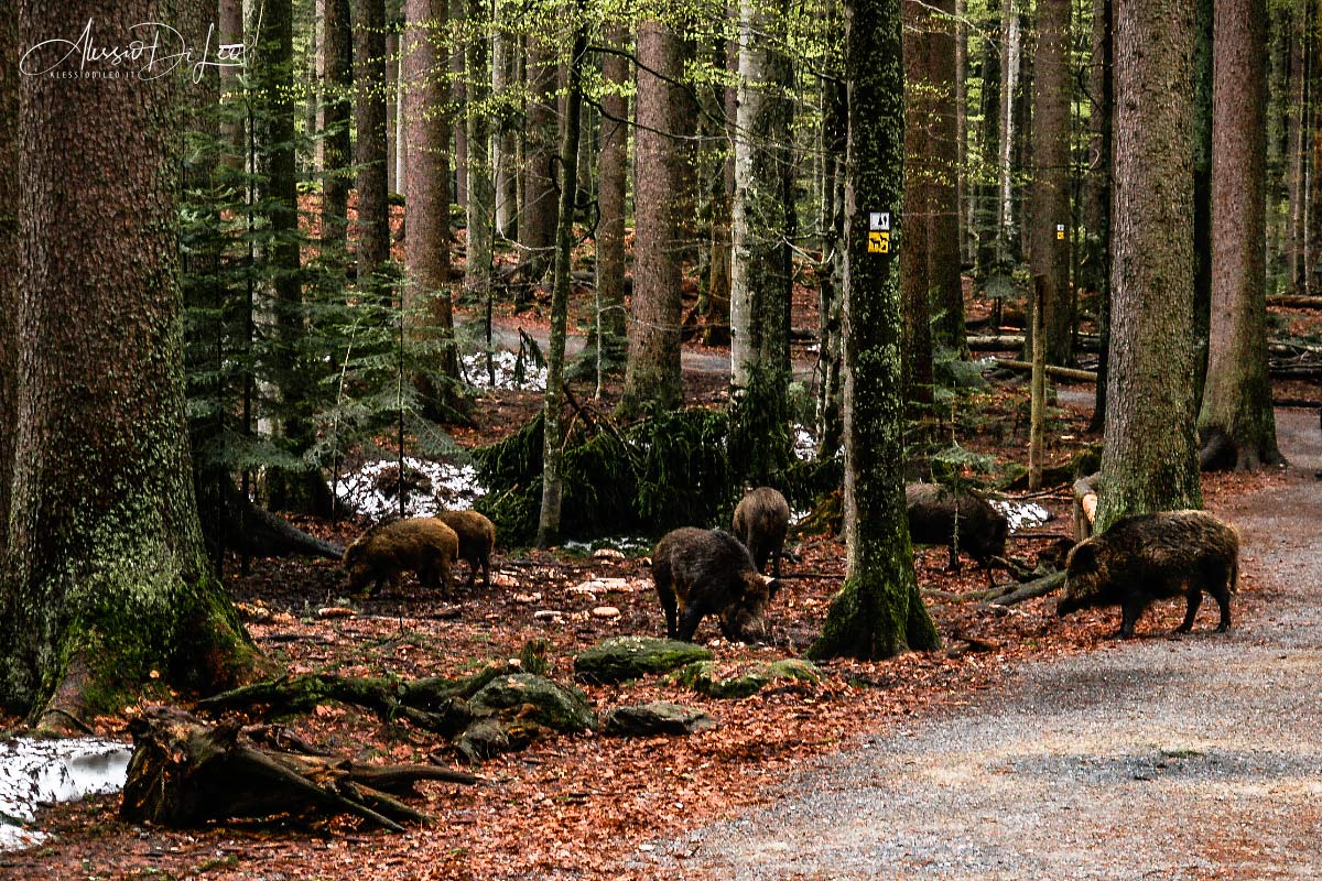 Cinghiale bayerischer wald