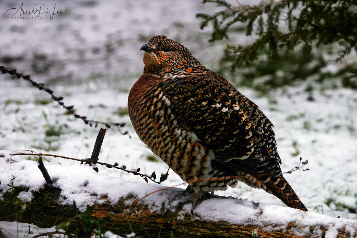 Femmina gallo cedrone