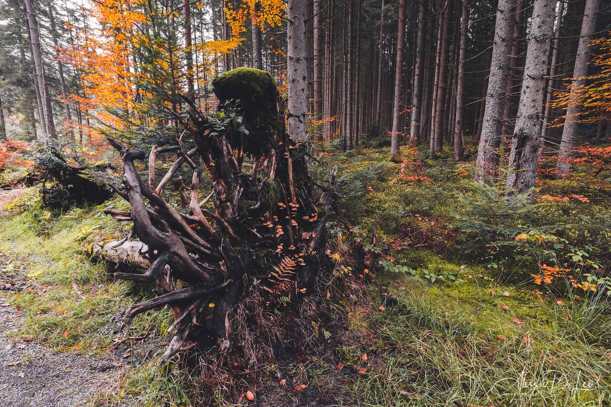 Parco nazionale della foresta bavarese