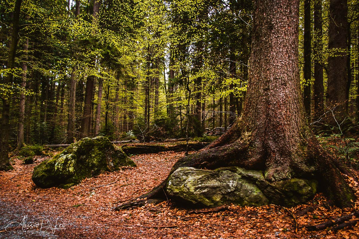 bayerischer wald nationalpark