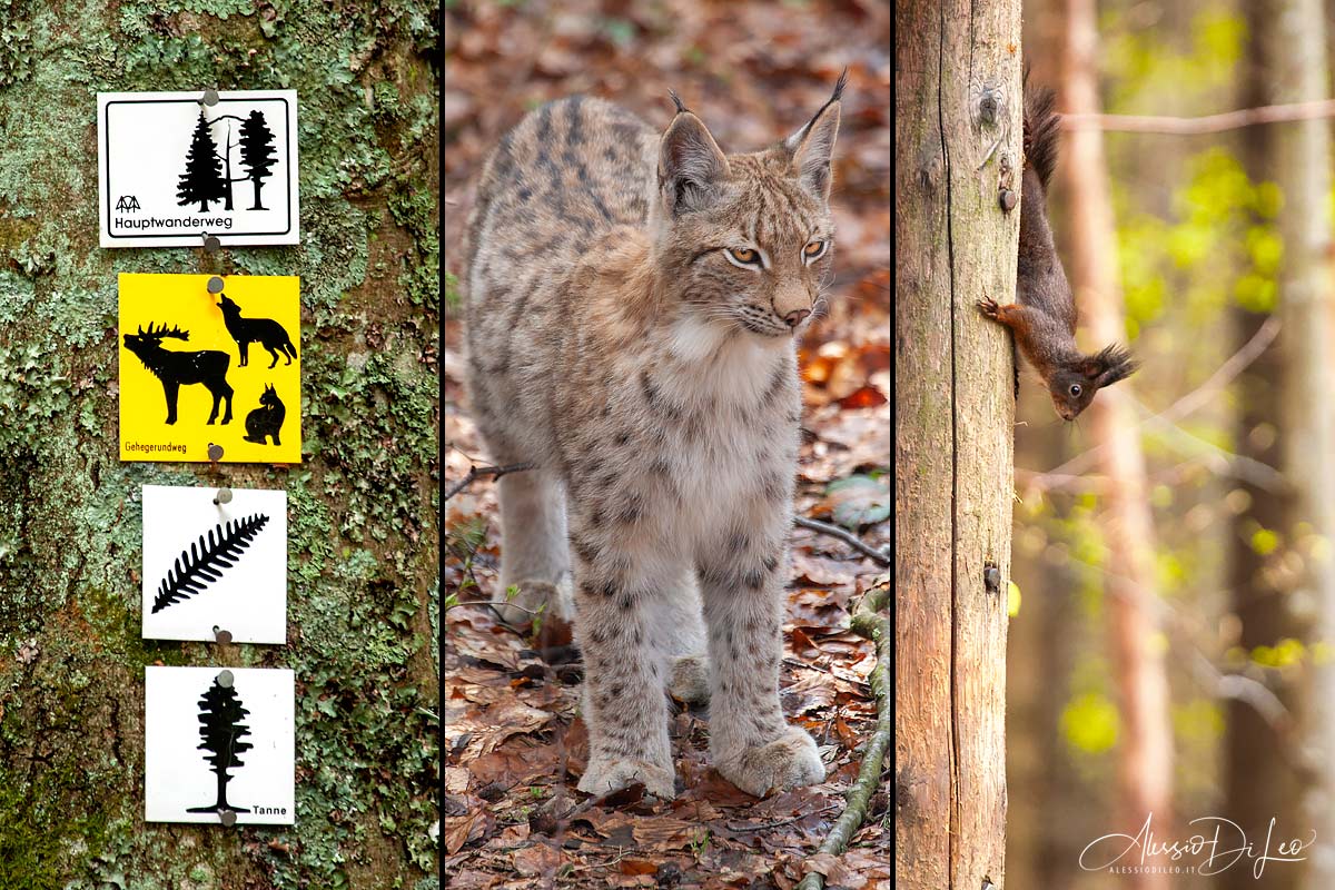 bayerischer wald tierpark