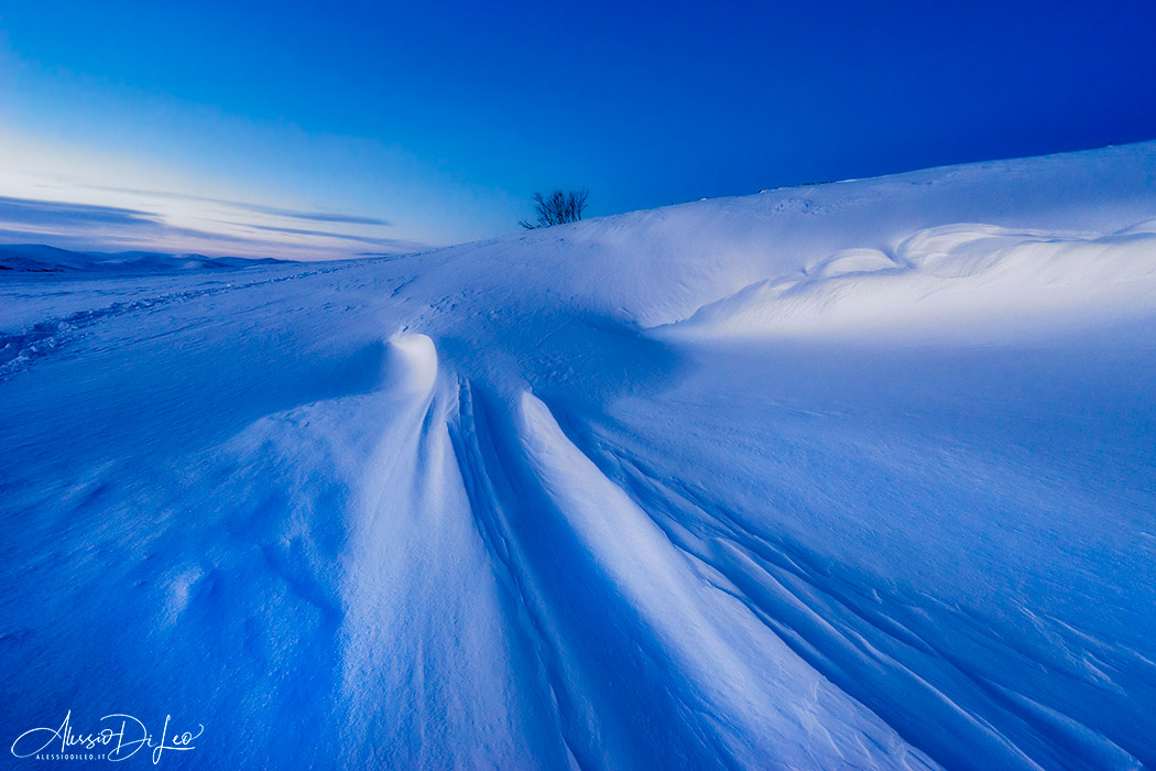 Bue muschiato Dovrefjell norvegia