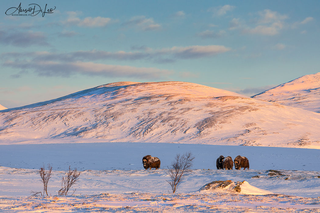 Bue muschiato norvegia Dovrefjell