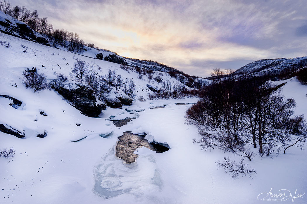 Parco Dovrefjell bue muschiato