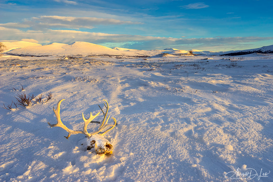 Tundra norvegia